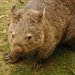 wombat84