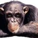 fotki.szympansa