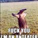 Anteater_pl