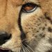 Cheetah_World