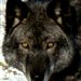 timber_wolf