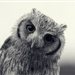 grey_owl