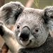 koala234