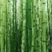 bambus1441