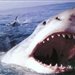 shark_attack