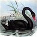 black_swans