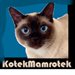 Mamrotek_Kotek