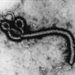 ebola72