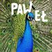 Paawweel