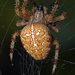 araneus.diam