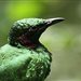 emerald-starling