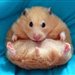 SpasionyHamster