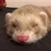 Mother_of_Ferrets