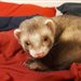 Mother_of_Ferrets