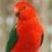 redparrot