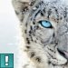 SnowLeopard17
