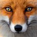 Foxes_My_Love