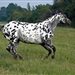 appaloosa