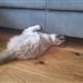icat