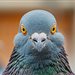 PigeonLOVER