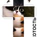 mishka228