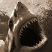 shark3336