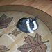 blubo83