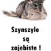 zajacowa123