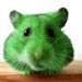 gRin_hamster