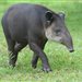 tapir89