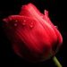 czerwony-tulipan