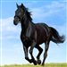 Black.Horse