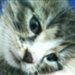 LittleAmazing