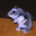 hamster341