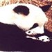 panda1952