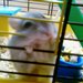 Lolusiek_09