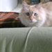 Pollyanna.fm