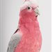 AniaAnisz