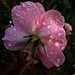 pink.rose