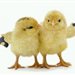 chicken17
