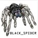 BLACK_SPIDER