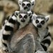 Pan_Lemur