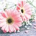 BloomLady