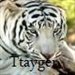 Ttayger