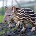 tapir_89