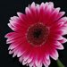 gerbera2008