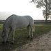 Reniek