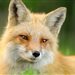 Foxes_My_Love