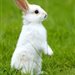 rabbit1212121212